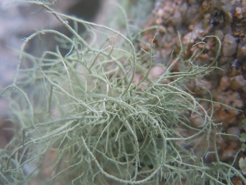sui graniti di Monte Moro